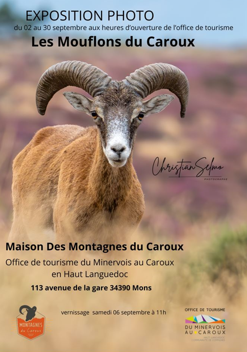 LesMouflonsDuCaroux